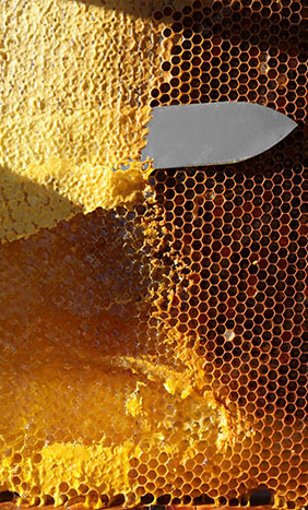 Honey Uncapping Collection